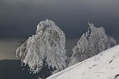 07_Alberi congelati